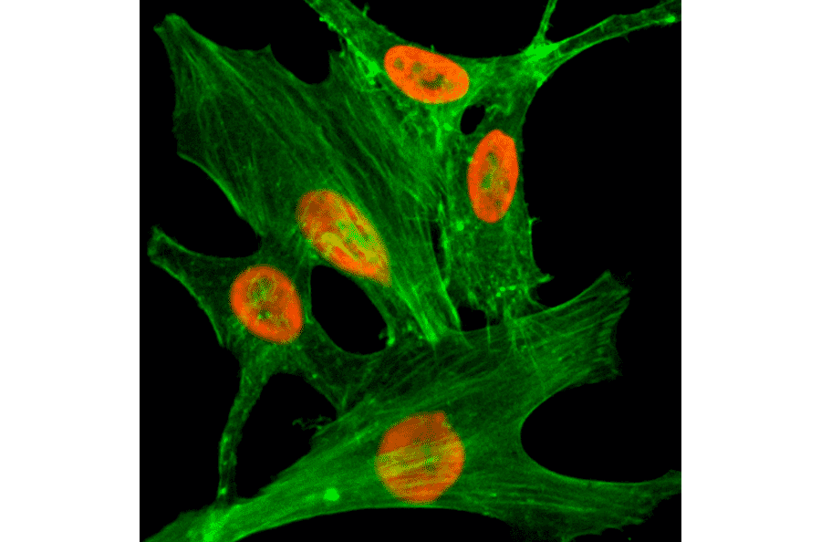 Immunocytochemistry - Anti-Histone H2A.Z (acetyl Lys4) Antibody [RM221] (A121273) - Antibodies.com