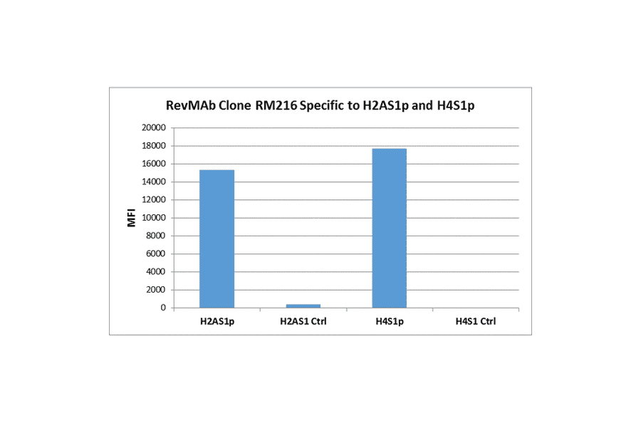 Multiplex Immunoassay - Anti-Histone H2A (phospho Ser1) + Histone H4 (phospho Ser1) Antibody [RM216] (A121243) - Antibodies.com