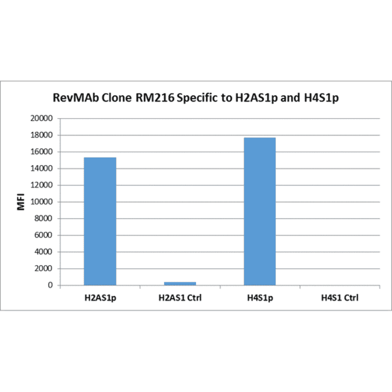 Multiplex Immunoassay - Anti-Histone H2A (phospho Ser1) + Histone H4 (phospho Ser1) Antibody [RM216] (A121243) - Antibodies.com