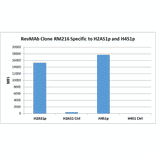 Multiplex Immunoassay - Anti-Histone H2A (phospho Ser1) + Histone H4 (phospho Ser1) Antibody [RM216] (A121243) - Antibodies.com