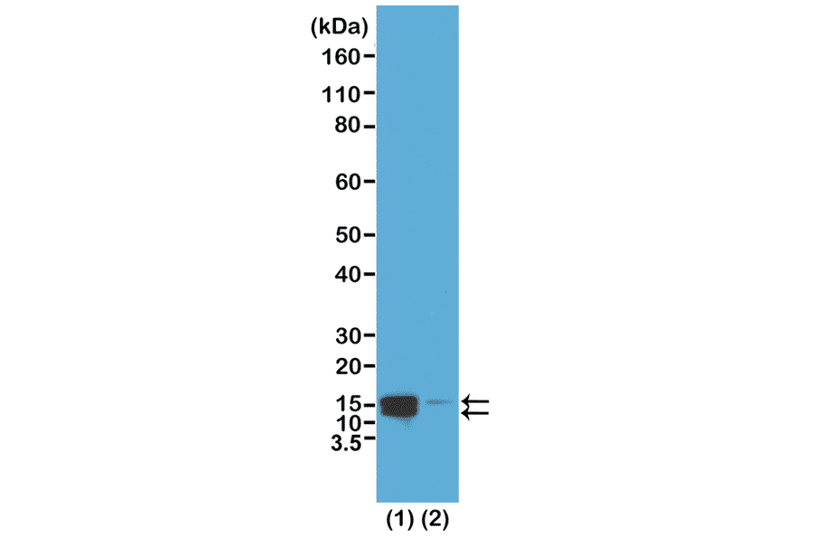 Western Blot - Anti-Histone H2A (phospho Ser1) + Histone H4 (phospho Ser1) Antibody [RM216] (A121243) - Antibodies.com