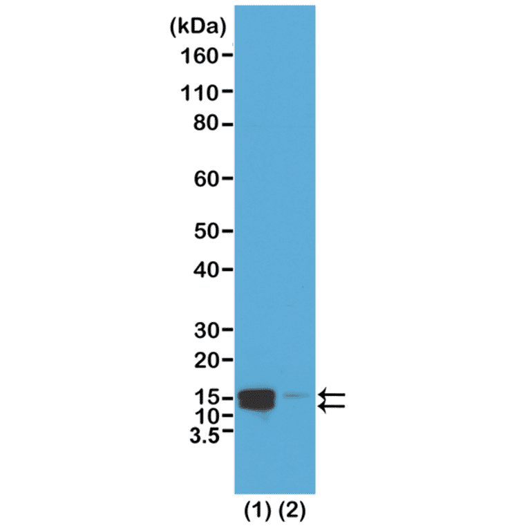 Western Blot - Anti-Histone H2A (phospho Ser1) + Histone H4 (phospho Ser1) Antibody [RM216] (A121243) - Antibodies.com