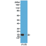 Western Blot - Anti-Histone H2A (phospho Ser1) + Histone H4 (phospho Ser1) Antibody [RM216] (A121243) - Antibodies.com