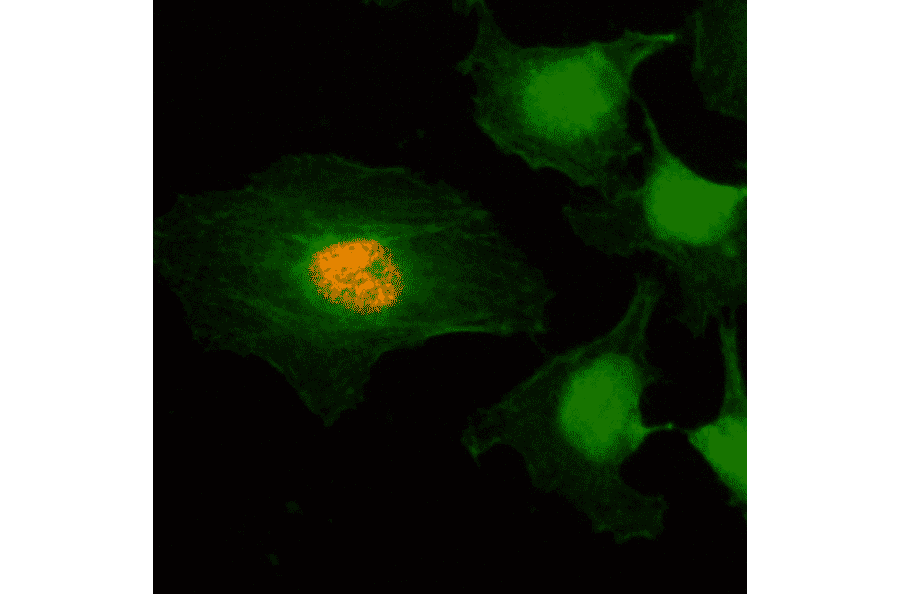 Immunocytochemistry - Anti-Histone H2A (phospho Ser1) + Histone H4 (phospho Ser1) Antibody [RM216] (A121317) - Antibodies.com