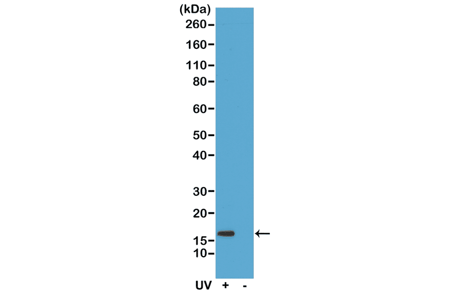 Western Blot - Anti-gamma H2A.X (phospho Ser139) Antibody [RM224] (A121244) - Antibodies.com