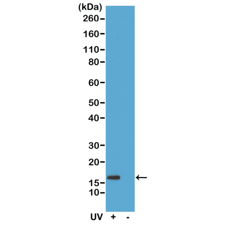 Western Blot - Anti-gamma H2A.X (phospho Ser139) Antibody [RM224] (A121244) - Antibodies.com