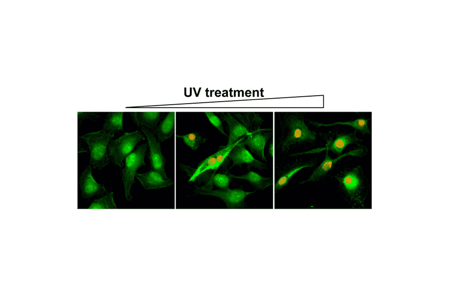 Immunocytochemistry - Anti-gamma H2A.X (phospho Ser139) Antibody [RM224] (A121266) - Antibodies.com
