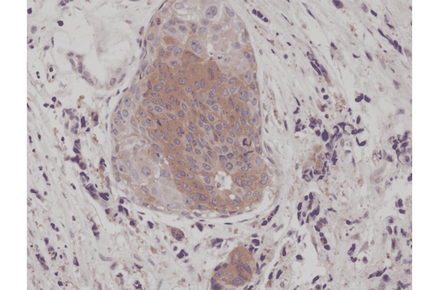 Immunohistochemistry - Anti-EIF 2 alpha (phospho Ser51) Antibody [RM298] (A121479) - Antibodies.com