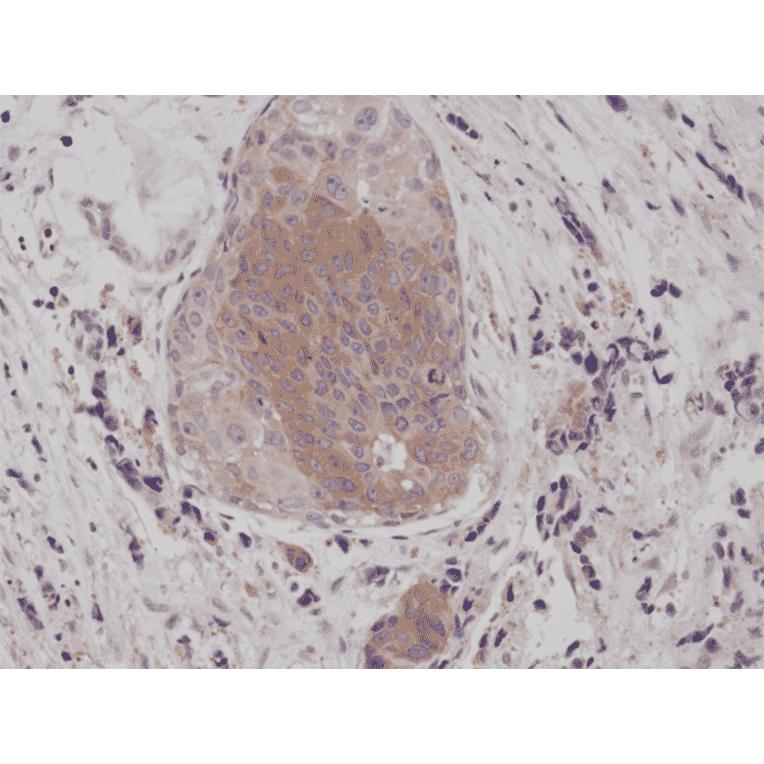 Immunohistochemistry - Anti-EIF 2 alpha (phospho Ser51) Antibody [RM298] (A121479) - Antibodies.com