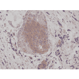 Immunohistochemistry - Anti-EIF 2 alpha (phospho Ser51) Antibody [RM298] (A121479) - Antibodies.com