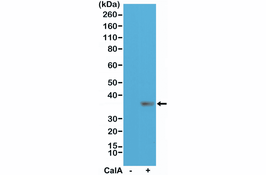 Western Blot - Anti-EIF 2 alpha (phospho Ser51) Antibody [RM298] (A121245) - Antibodies.com
