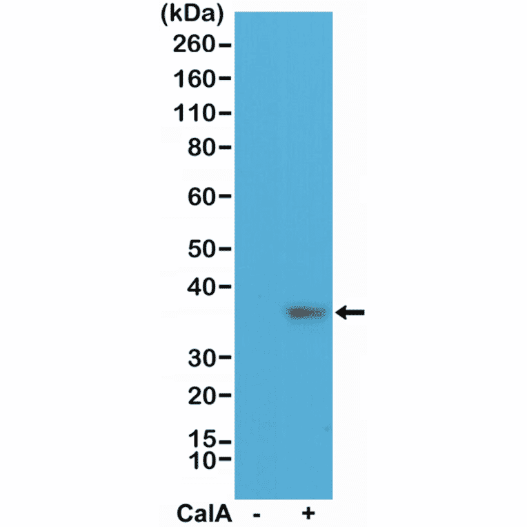 Western Blot - Anti-EIF 2 alpha (phospho Ser51) Antibody [RM298] (A121245) - Antibodies.com