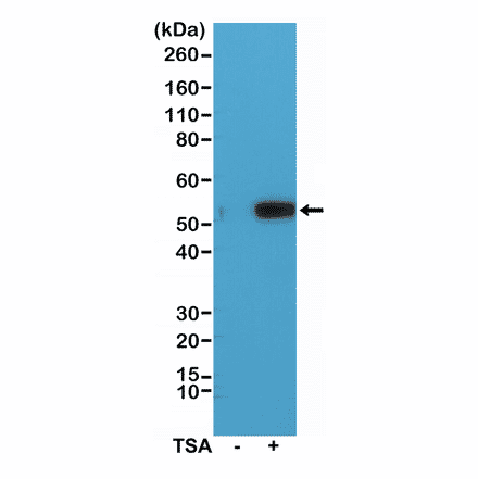 Western Blot - Anti-alpha Tubulin (acetyl Lys40) Antibody [RM318] (A121247) - Antibodies.com