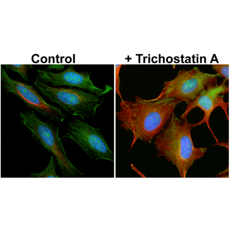 Immunocytochemistry - Anti-alpha Tubulin (acetyl Lys40) Antibody [RM318] (A121439) - Antibodies.com