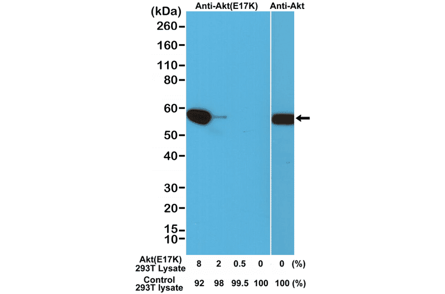 Western Blot - Anti-AKT (E17K mutant) Antibody [RM336] (A121251) - Antibodies.com
