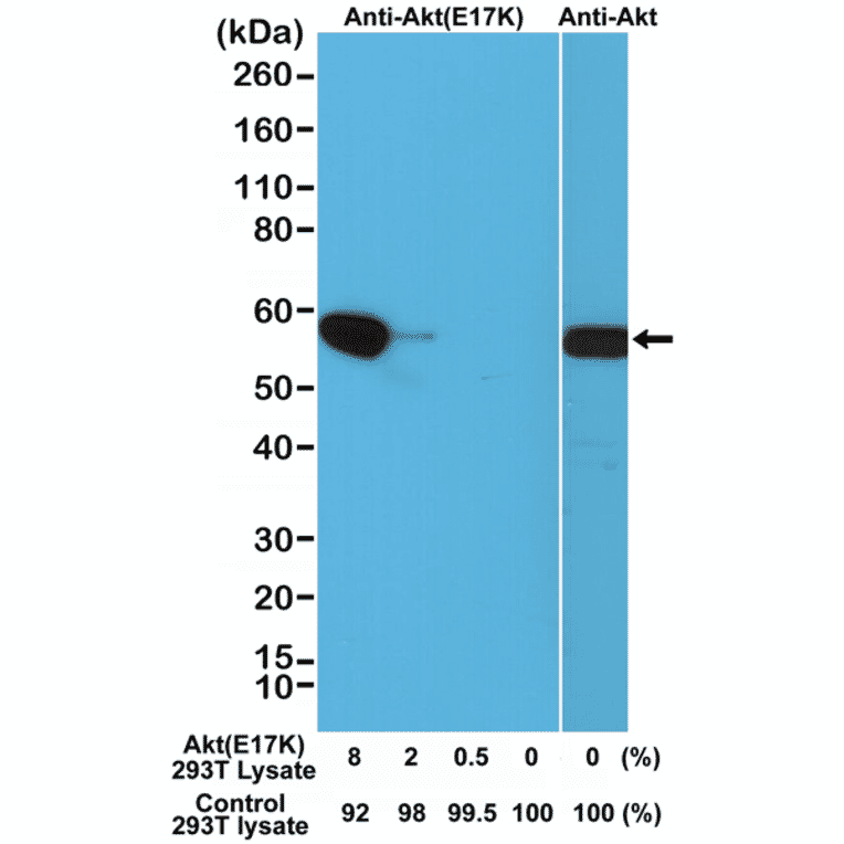Western Blot - Anti-AKT (E17K mutant) Antibody [RM336] (A121251) - Antibodies.com