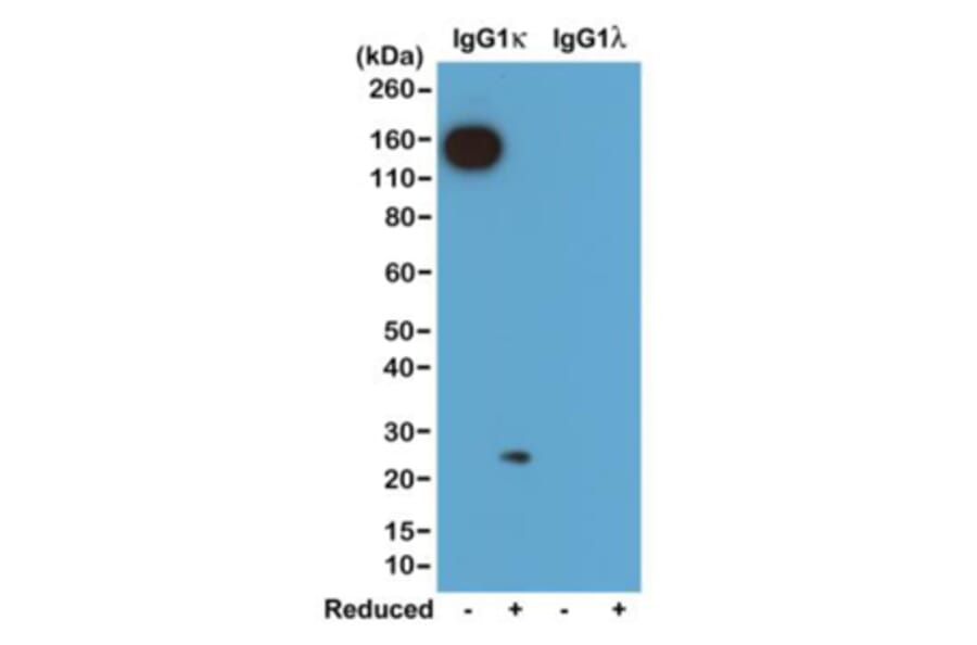 Western Blot - Anti-Mouse Ig Kappa Light Chain Antibody (Biotin) [RM103] (A121252) - Antibodies.com