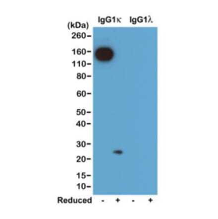 Western Blot - Anti-Mouse Ig Kappa Light Chain Antibody (Biotin) [RM103] (A121252) - Antibodies.com