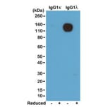 Western Blot - Anti-Mouse Ig Lambda Light Chain Antibody (Biotin) [RM110] (A121254) - Antibodies.com