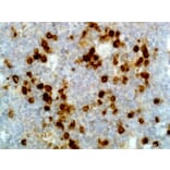 Immunohistochemistry - Anti-Human Lambda Light Chain Antibody (Biotin) [RM127] (A121255) - Antibodies.com