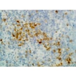 Immunohistochemistry - Anti-gamma Heavy Chain Antibody (Biotin) [RM116] (A121256) - Antibodies.com