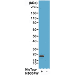 Western Blot - Anti-His Tag Antibody (Biotin) [RM146] (A121257) - Antibodies.com