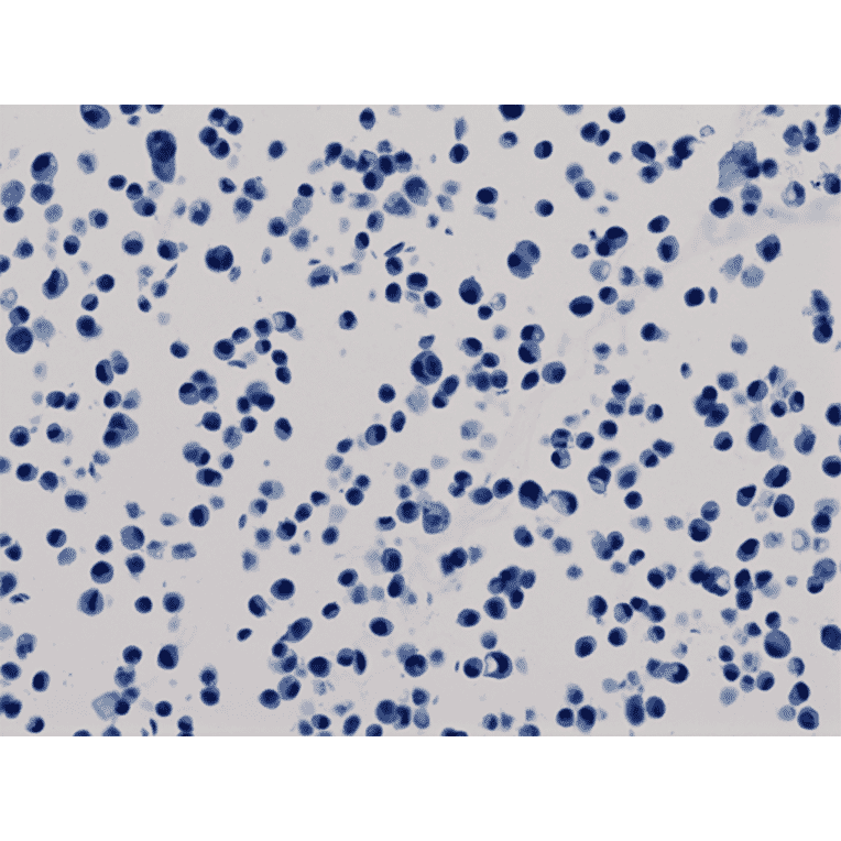 Immunohistochemistry - Anti-His Tag Antibody (Biotin) [RM146] (A121257) - Antibodies.com