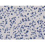 Immunohistochemistry - Anti-His Tag Antibody (Biotin) [RM146] (A121257) - Antibodies.com