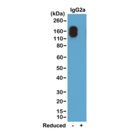 Western Blot - Anti-Mouse IgG2a Kappa Antibody (Biotin) [RM107] (A121262) - Antibodies.com