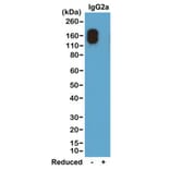 Western Blot - Anti-Mouse IgG2a Kappa Antibody (Biotin) [RM107] (A121262) - Antibodies.com