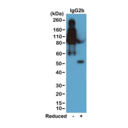 Western Blot - Anti-Mouse IgG2b Antibody (Biotin) [RM108] (A121264) - Antibodies.com
