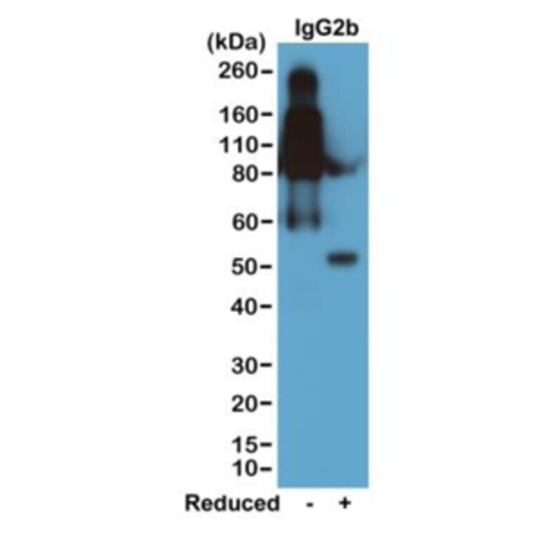 Western Blot - Anti-Mouse IgG2b Antibody (Biotin) [RM108] (A121264) - Antibodies.com