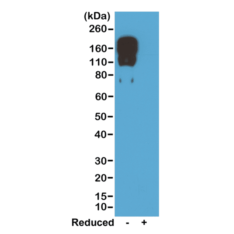 Western Blot - Anti-Mouse IgG2c Antibody (Biotin) [RM223] (A121266) - Antibodies.com