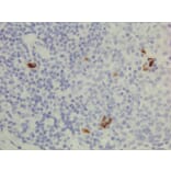 Immunohistochemistry - Anti-Human IgG3 Antibody (Biotin) [RM119] (A121271) - Antibodies.com