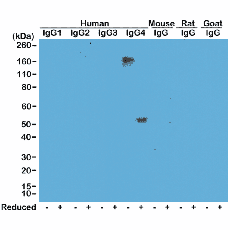 Western Blot - Anti-Human IgG4 Antibody (Biotin) [RM120] (A121272) - Antibodies.com