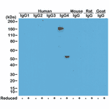 Western Blot - Anti-Human IgG4 Antibody (Biotin) [RM120] (A121272) - Antibodies.com