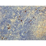 Immunohistochemistry - Anti-Human IgG4 Antibody (Biotin) [RM120] (A121272) - Antibodies.com