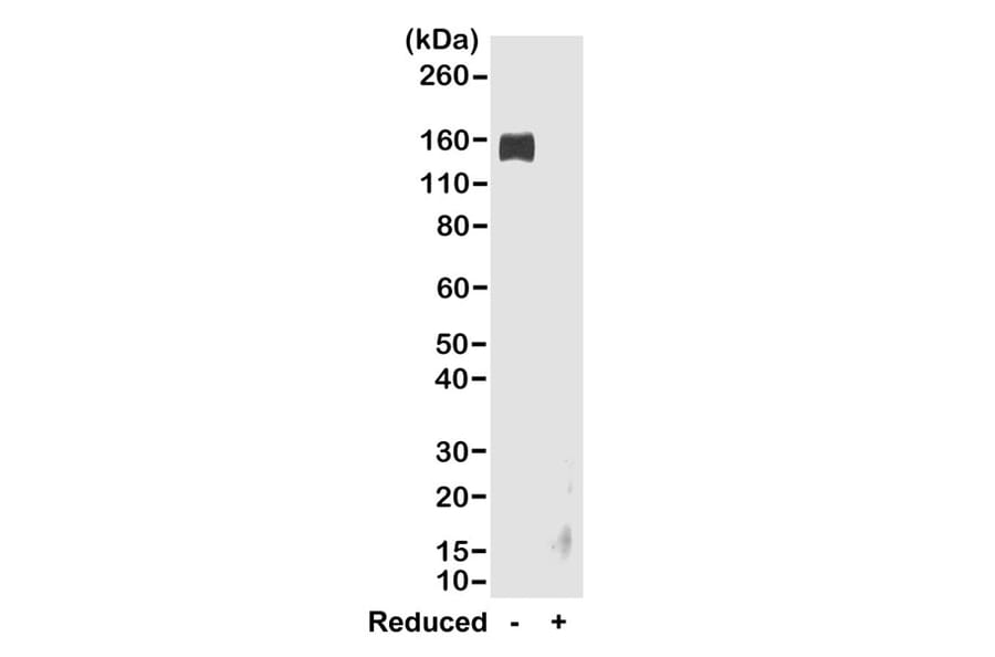 Western Blot - Anti-Rabbit IgG Fc Antibody (Biotin) [RMG02] (A121341) - Antibodies.com