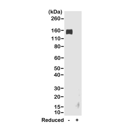 Western Blot - Anti-Rabbit IgG Fc Antibody (Biotin) [RMG02] (A121341) - Antibodies.com