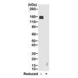 Western Blot - Anti-Rabbit IgG Fc Antibody (Biotin) [RMG02] (A121341) - Antibodies.com