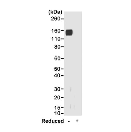 Western Blot - Anti-Rabbit IgG F(ab) Antibody [RMG01] (A121327) - Antibodies.com