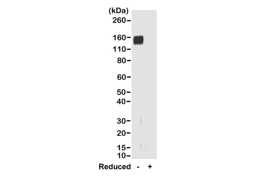 Western Blot - Anti-Rabbit IgG F(ab) Antibody (Biotin) [RMG01] (A121275) - Antibodies.com