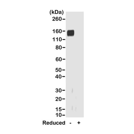 Western Blot - Anti-Rabbit IgG F(ab) Antibody (Biotin) [RMG01] (A121275) - Antibodies.com