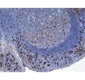 Immunohistochemistry - Anti-Human IgA1 Antibody (Biotin) [RM124] (A121277) - Antibodies.com