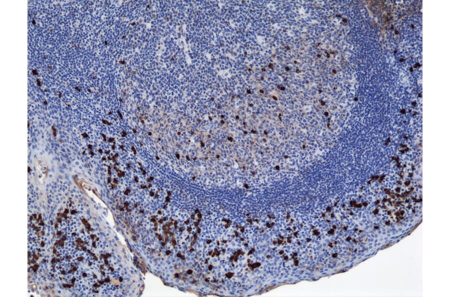 Immunohistochemistry - Anti-Human IgA1 Antibody (Biotin) [RM124] (A121277) - Antibodies.com