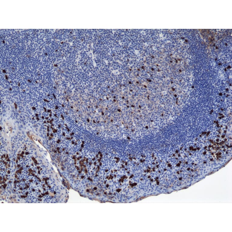 Immunohistochemistry - Anti-Human IgA1 Antibody (Biotin) [RM124] (A121277) - Antibodies.com