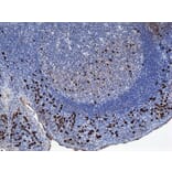 Immunohistochemistry - Anti-Human IgA1 Antibody (Biotin) [RM124] (A121277) - Antibodies.com
