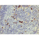 Immunohistochemistry - Anti-Human IgD Antibody (Biotin) [RM123] (A121280) - Antibodies.com