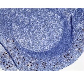 Immunohistochemistry - Anti-Human IgA2 Antibody (Biotin) [RM125] (A121282) - Antibodies.com