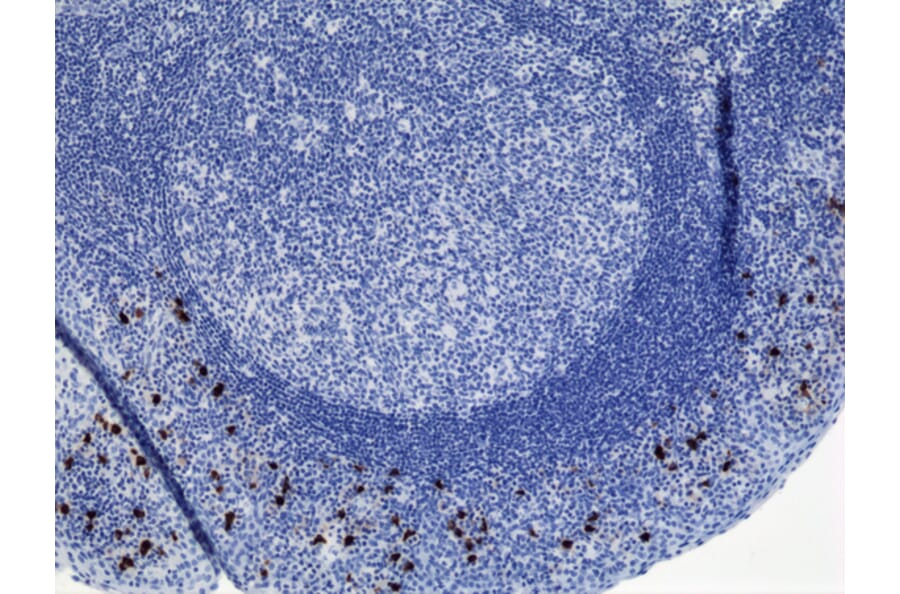 Immunohistochemistry - Anti-Human IgA2 Antibody (Biotin) [RM125] (A121282) - Antibodies.com